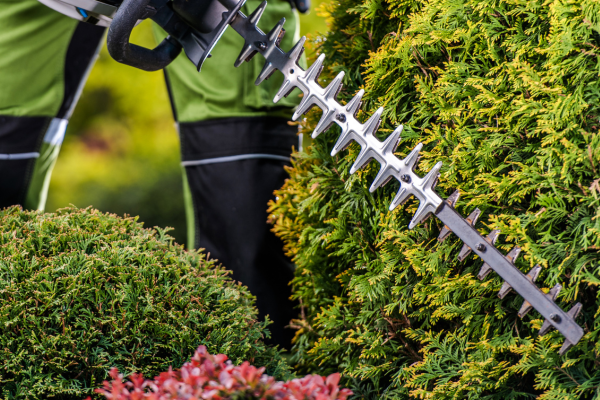 Hedge trimmer being used